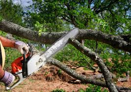 Best Root Management and Removal  in Lake Meade, PA